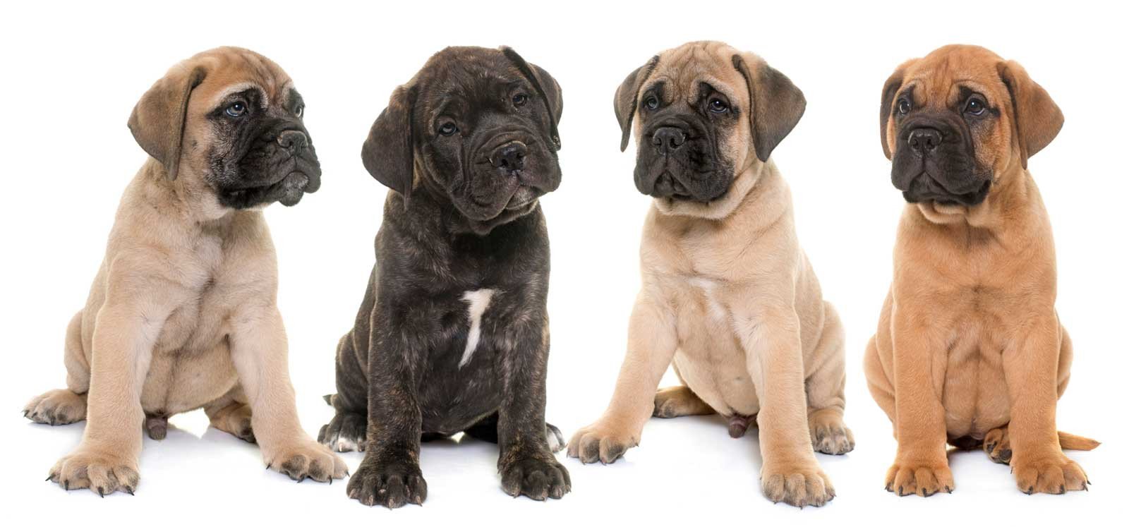 Bullmastiff